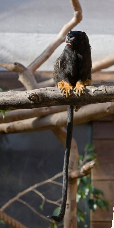 IMG_2897.jpg - Tamarin à mains rousses (Saguinus midas)