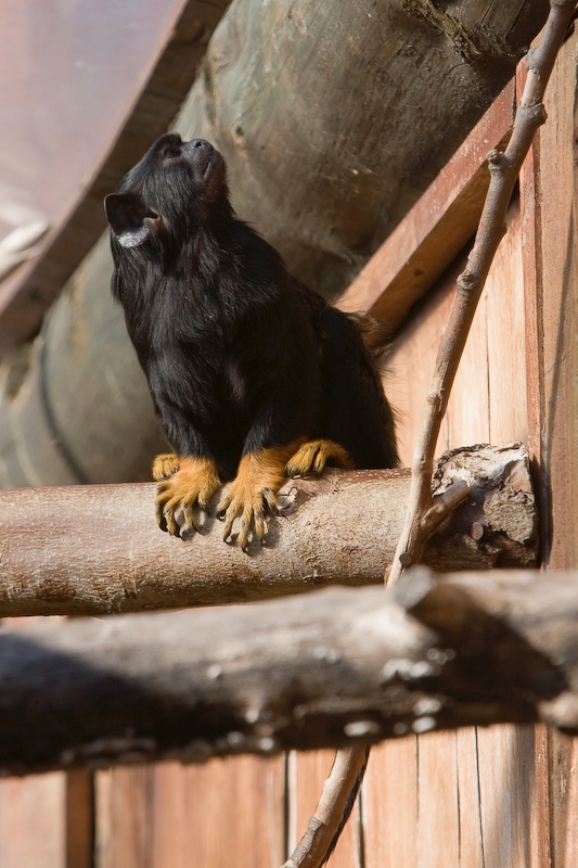 IMG_2923.jpg - Tamarin à mains rousses