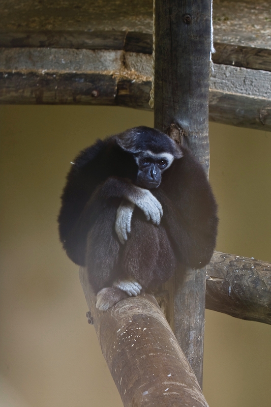 IMG_3091.jpg - Gibbon à coiffe (Hylobates pileatus)