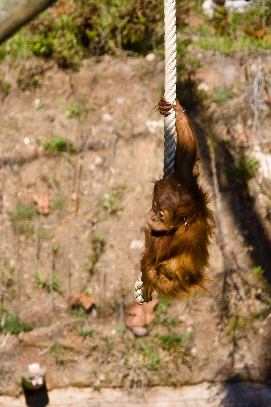 IMG_3108.jpg - Orang-outan de Sumatra (Pongo pygmaeus abelii)