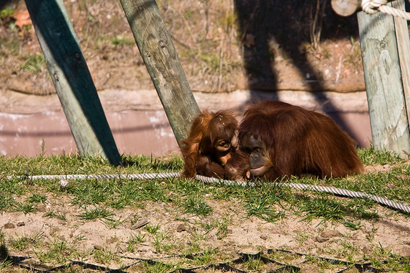 IMG_3133.jpg - Orang-outan de Sumatra (Pongo pygmaeus abelii)