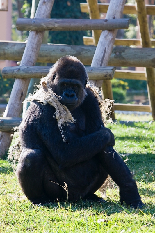 IMG_3201.jpg - Gorille des plaines de l'ouest (Gorilla gorilla gorilla)