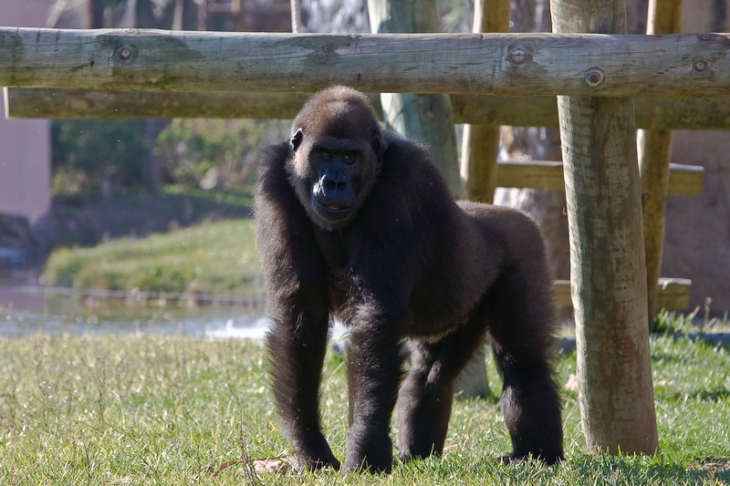 IMG_3213.jpg - Gorille des plaines de l'ouest (Gorilla gorilla gorilla)