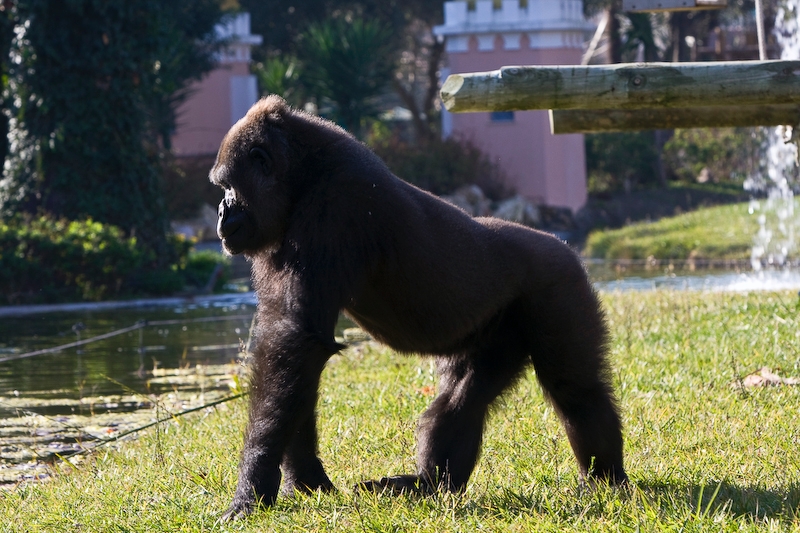 IMG_3226.jpg - Gorille des plaines de l'ouest (Gorilla gorilla gorilla)