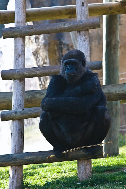 IMG_3396.jpg - Gorille des plaines de l'ouest (Gorilla gorilla gorilla)