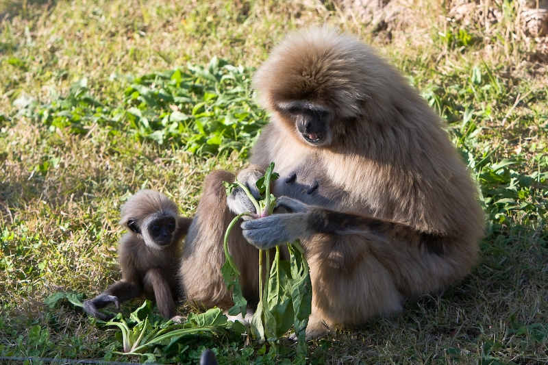 IMG_3402.jpg - Gibbon lar (Hylobates lar)