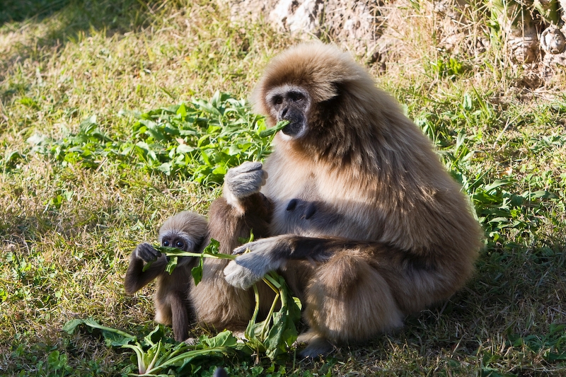 IMG_3410.jpg - Gibbon lar (Hylobates lar)