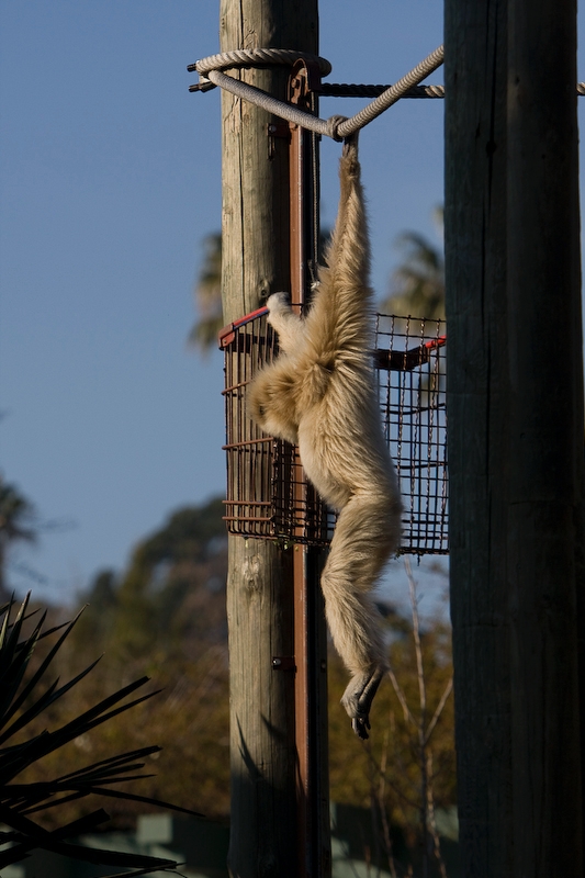 IMG_3412.jpg - Gibbon lar (Hylobates lar)