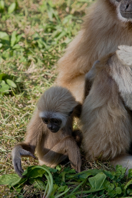 IMG_3430.jpg - Gibbon lar (Hylobates lar)