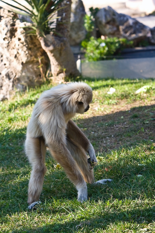 IMG_3434.jpg - Gibbon lar (Hylobates lar)