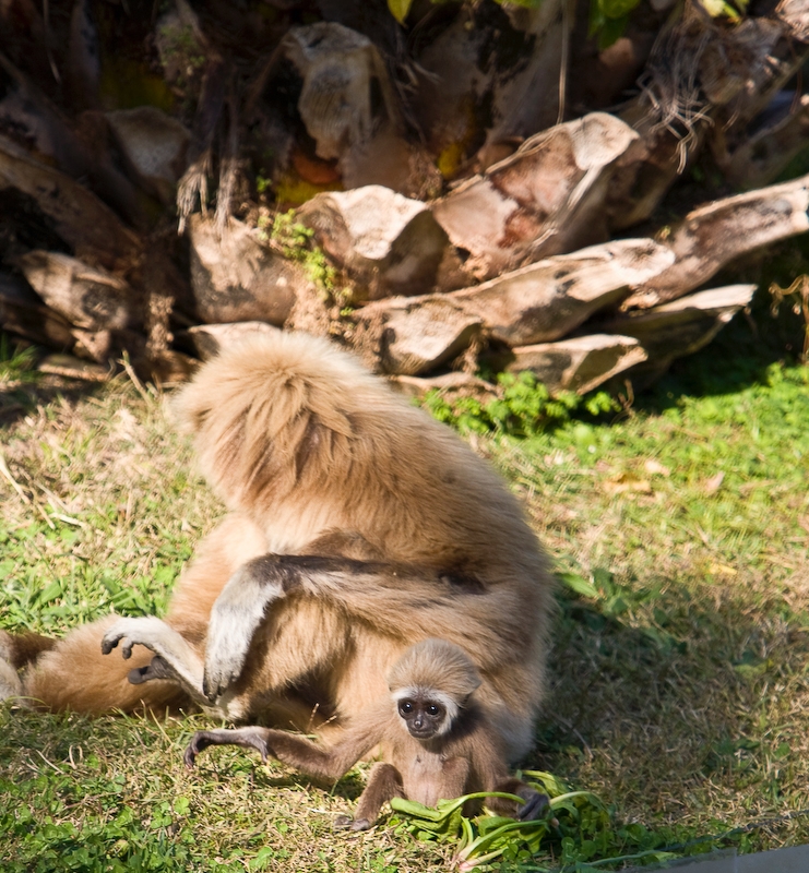 IMG_3449.jpg - Gibbon lar (Hylobates lar)