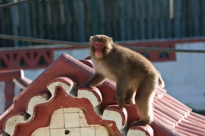 IMG_3465.jpg - Macaque japonais (Macaca fuscata)