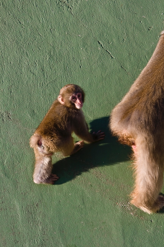 IMG_3510.jpg - Macaque japonais (Macaca fuscata)