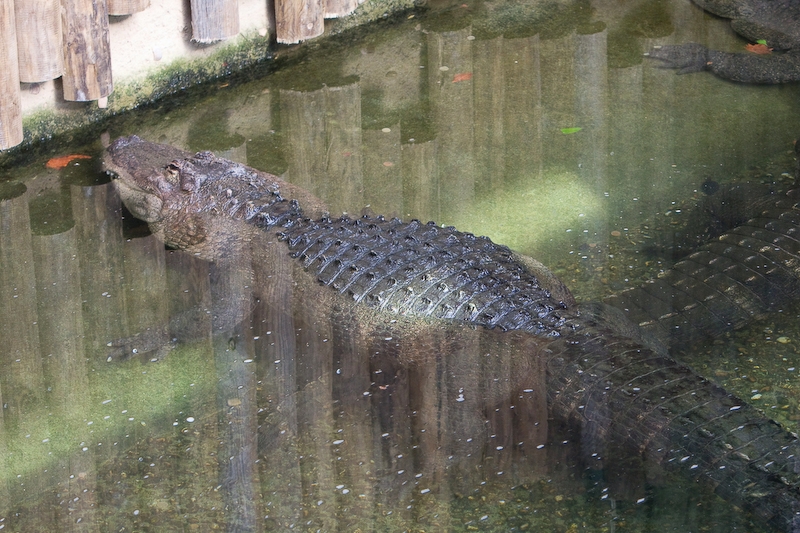 IMG_2617.jpg - alligator du Mississipi (Alligator mississippiensis)
