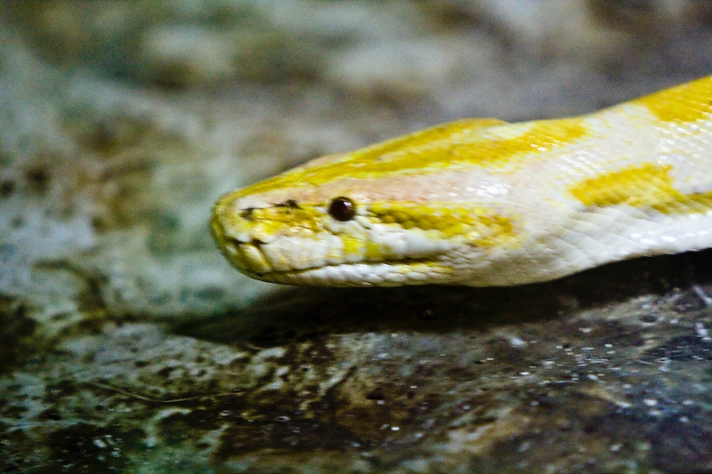 IMG_2622.jpg - (Python molurus) albinos