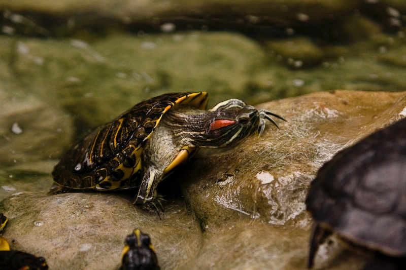 IMG_2625.jpg - Tortue de Floride