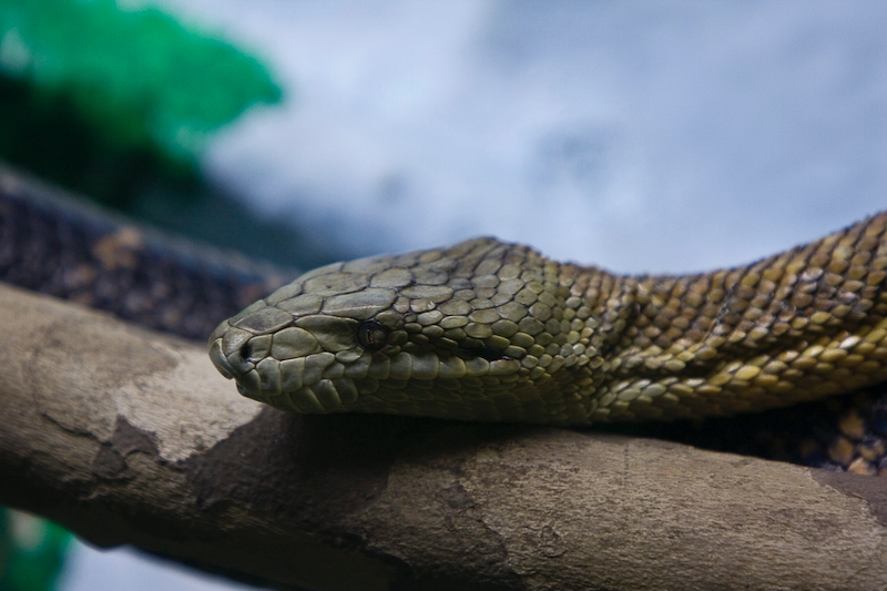 IMG_2646.jpg - serpent lime
