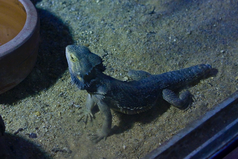 IMG_2657.jpg - agame barbu (Pogona vitticeps)