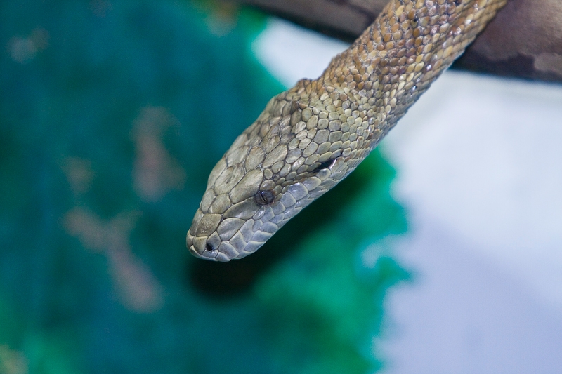 IMG_2660.jpg - serpent