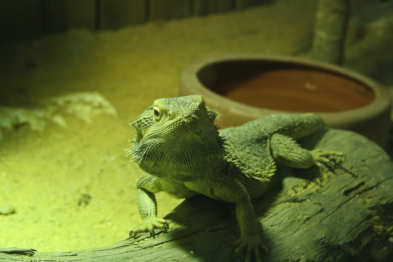 IMG_5176.jpg - Pogona