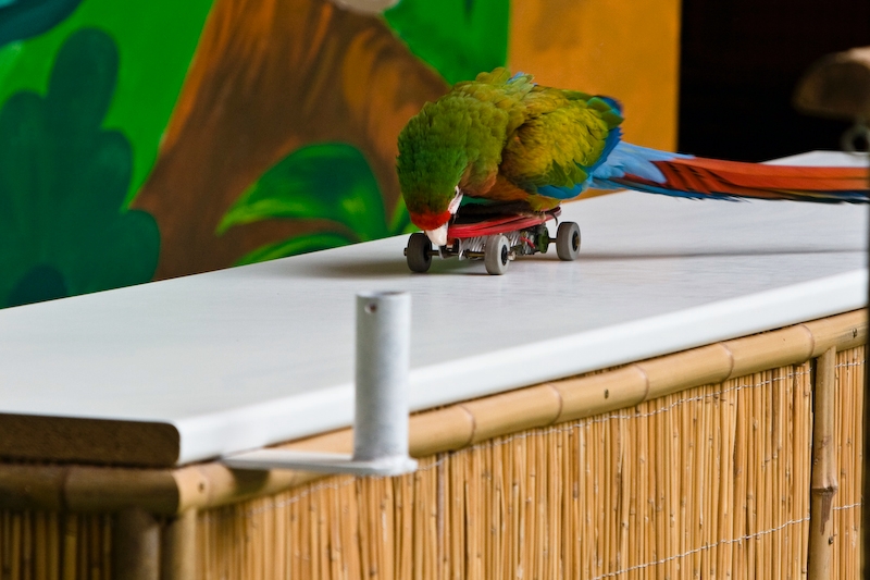 IMG_3653.jpg - mu par un moteur electrique le perroquet le fait avancer & reculer