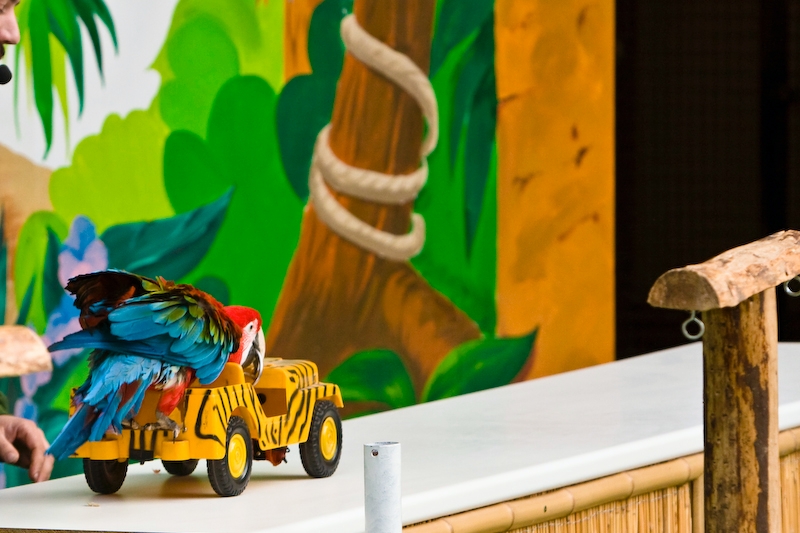 IMG_3686.jpg - petite voiture electrique