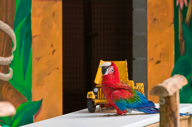 IMG_3689.jpg - donc un petit scénario pour indiquer qu'il n'y a pas d'eau dans le radiateur et le perroquet va chercher un petit sceau