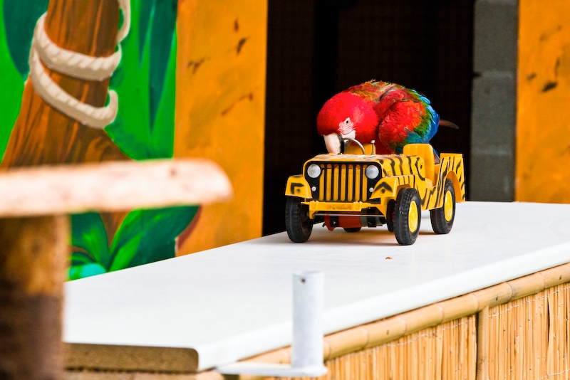 IMG_3693.jpg - après avoir refermé le capot il remonte dessus...