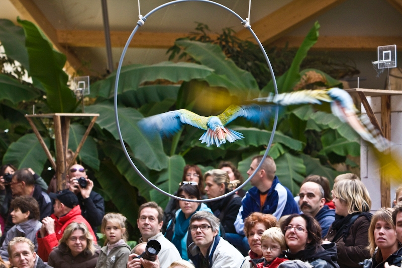 IMG_3702-Modifier.jpg - Vol à travers un cerceau