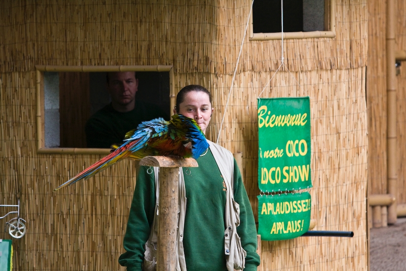 IMG_3731.jpg - la elle fait ici l'animatrice fait semblant de râler sur le perroquet et il cache sa tête sous ses ailes ...