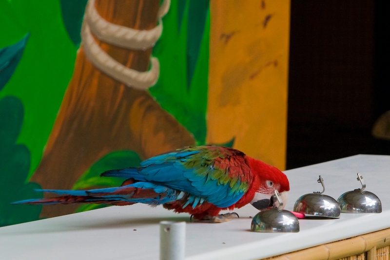 IMG_3776.jpg - ici un boneteau j'ignore comment le perroquet trouve exactement le petit truc ...