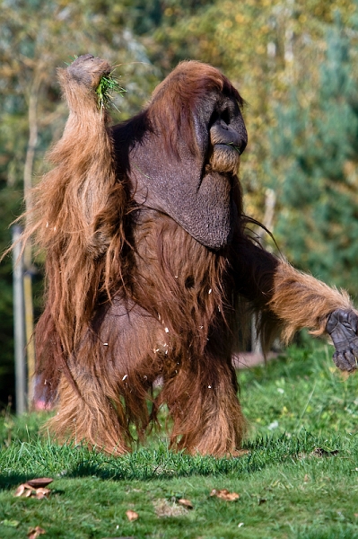 IMG_4115.jpg - taille humaine !!