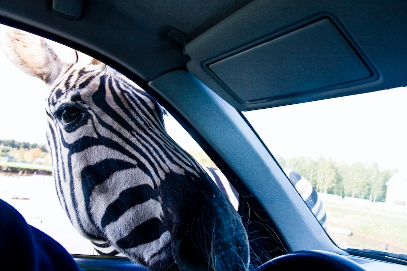 IMG_5294.jpg - coté conduteur .. une petite visite, sa tête est énorme vu de près !