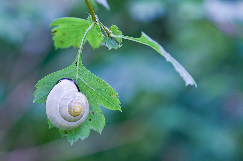 macro06-1.jpg
