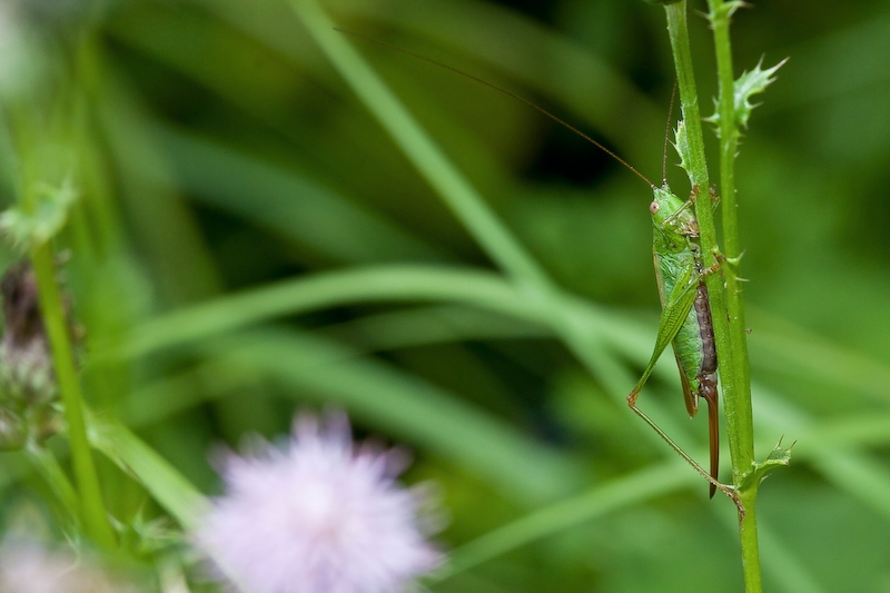 macro06-5.jpg
