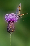IMG_1252-b