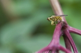IMG_7628-25