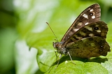 bipap1