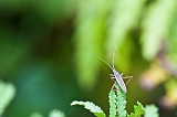 macro06-2