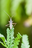 macro06-3