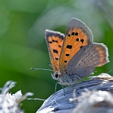 papillon2708