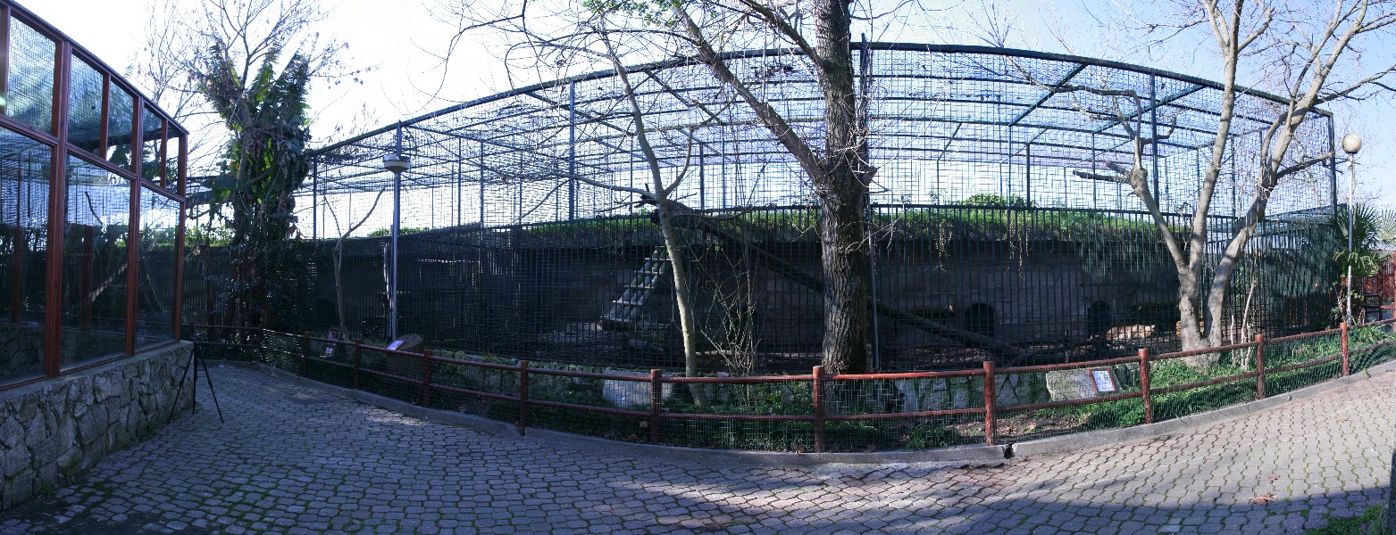 pano2.jpg - donc à droite lions, au milieu panthère noire, à gauche tigre de sumatra, la cage vitrée à gauche est pour des lémuriens.