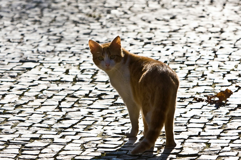 IMG_4139.jpg - un chat se promène dans les allées du parc.