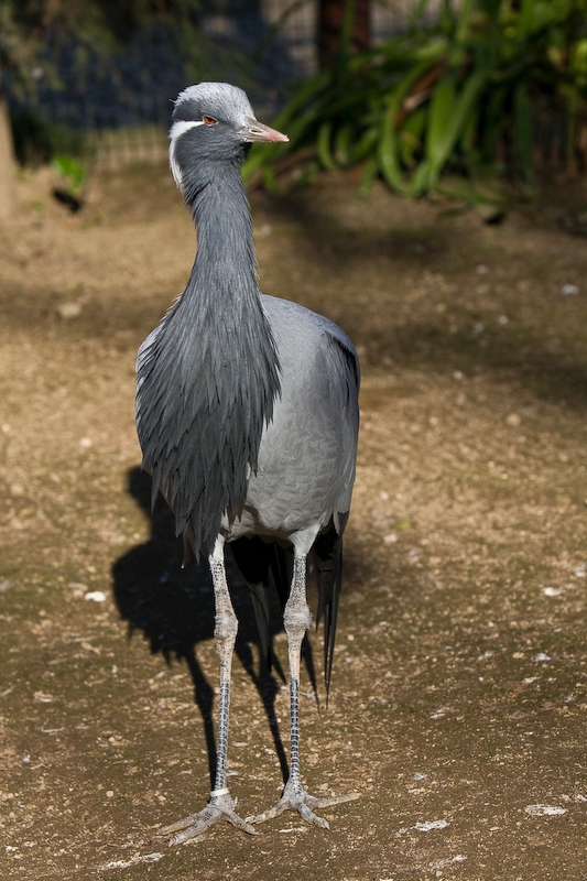 IMG_4152.jpg - Grue demoiselle (Anthropoides virgo)