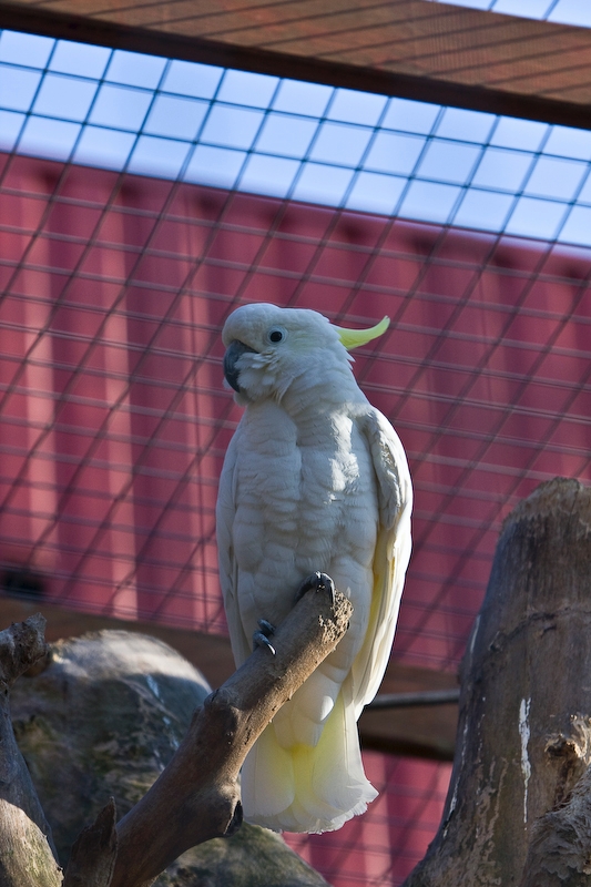 IMG_4154.jpg - Cacatoès à huppe jaune (Cacatua galerita)