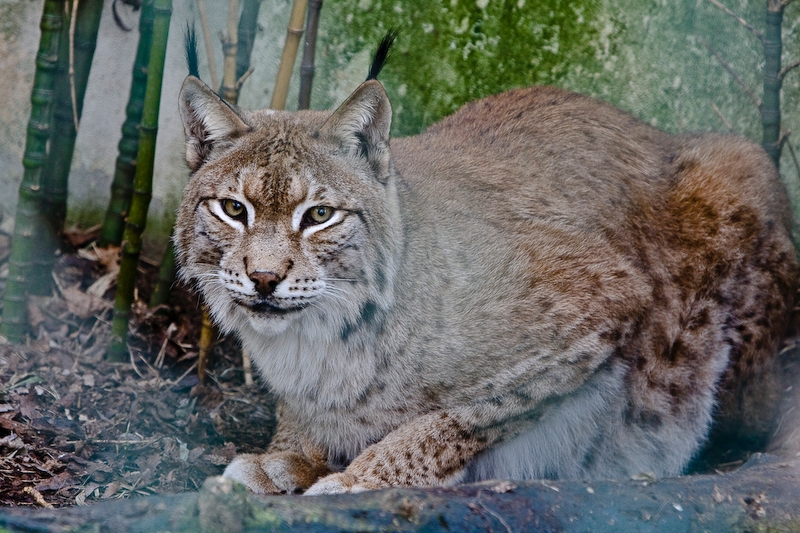 IMG_4163.jpg - lynx d'europe