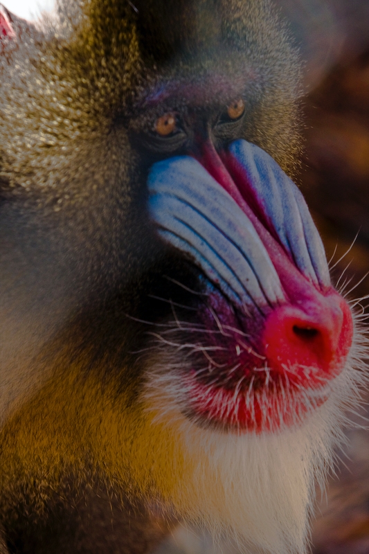 IMG_4178.jpg - Mandrill (Mandrillus sphinx) 