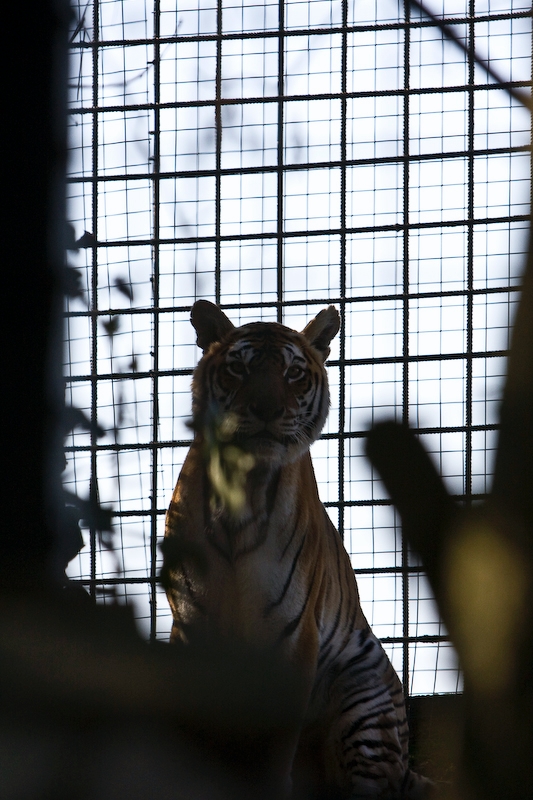 IMG_4192.jpg - tigre (Panthera tigris)