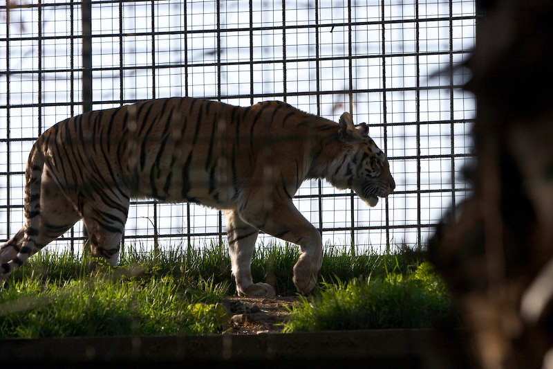 IMG_4193.jpg - tigre (Panthera tigris)