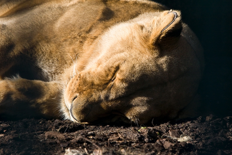 IMG_4205.jpg - Lion d'Afrique (Panthera leo)